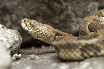 Rattlesnake pit viper bang poisonous dangerous harmful look out stay away beer run scales eyes