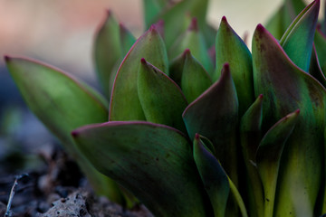 Green leaves background, Natural background and wallpaper