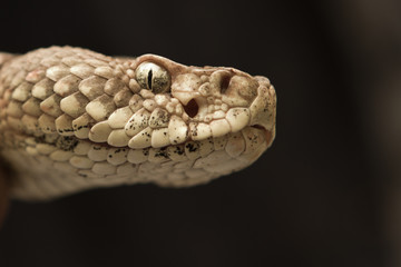 Rattlesnake pit viper bang poisonous dangerous harmful look out stay away beer run scales eyes