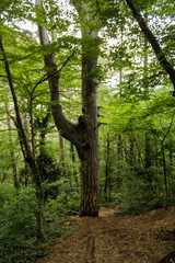 Split tree in the forest.