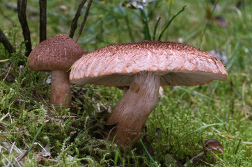 Inedible mushroom Tricholoma vaccinum, commonly known as the russet scaly tricholoma, the scaly knight, or the fuzztop in the spruce moss forest. Natural environment.