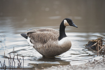 Goose in the water