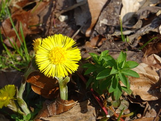 Nahaufnahme gelbe Blume