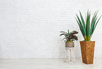 Home plants composition on white background, copy space