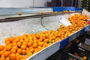 Industrial production sorting line of citrus fruits in packing plant © JackF