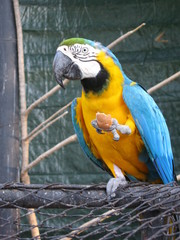 Parrot, Bolivian zoo (Santa Cruz della Sierra)