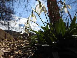 Spring fresh flowers