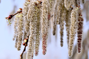 Male flowers of black alder