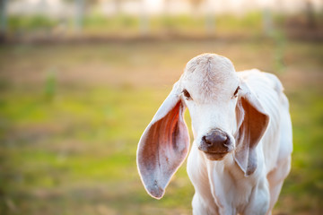 White calf in the organic farm, livestock in Thailand