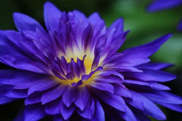 close up purple water water lily flower