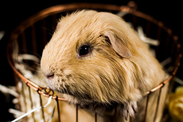 Guinea pig muzzle close up on black background