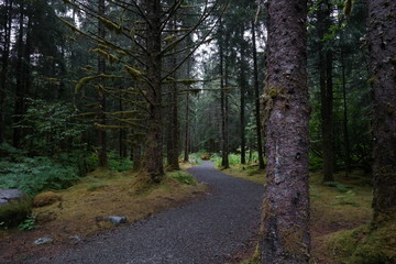 Obraz premium Nature Path in Alaska Rainforest