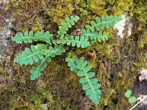 primo piano di felce Ceterach officinarum tra le rocce e il muschio