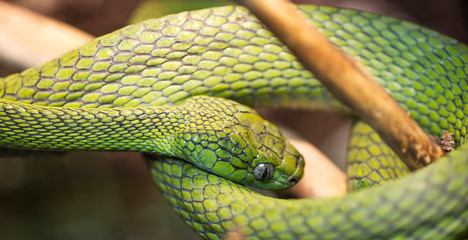 Green Cat-eyed snake. Meets in Asia. Its color is an excellent disguise, so it is not so easy to find. These snakes are nocturnal predators, spending all day light either in the hollow of a tree, or c