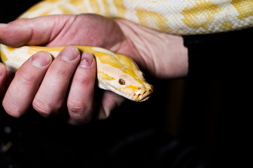 Yellow tiger python in hand on black background