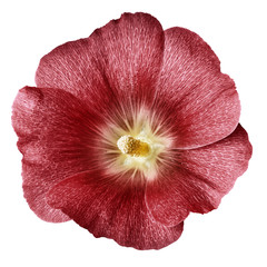 mallow terry light red flower  isolated white  background. For design. Close-up. Nature.