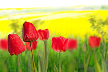 Red tulips with drops of water in the meadow