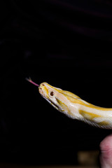 Tiger python head on black background