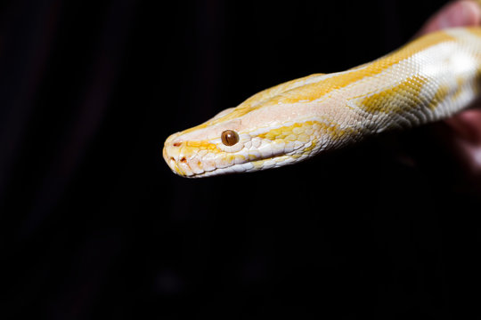 Tiger python head on black background