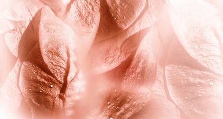 Fototapeta premium Floral white-red background. Rose flower petals close-up after the rain. Water droplets on the petals. Nature
