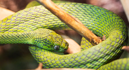 Green Cat-eyed snake. Meets in Asia. Its color is an excellent disguise, so it is not so easy to find. These snakes are nocturnal predators, spending all day light either in the hollow of a tree, or c