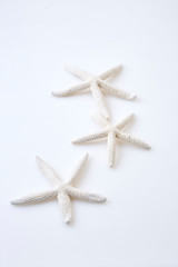 Fototapeta na wymiar White starfish on white background