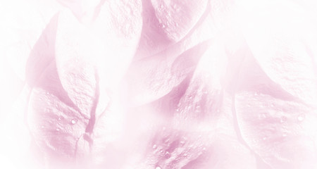 Floral white-pink background. Rose flower petals close-up after the rain. Water droplets on the petals. Nature