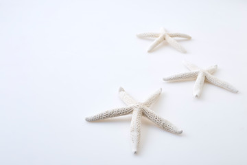 White starfish on white background