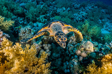Hawksbill sea turtle in the Red Sea, dahab, blue lagoon sinai