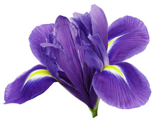 purple iris flower, white isolated background with clipping path.   Closeup.  no shadows.   For...
