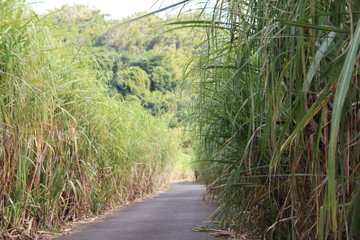 road in sugar cane - Reunion Island