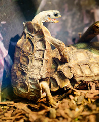 Homes Hingeback Tortoise. It is a land turtle. The length of the dorsal shield of the carapace is...