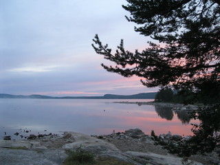 tree on beach