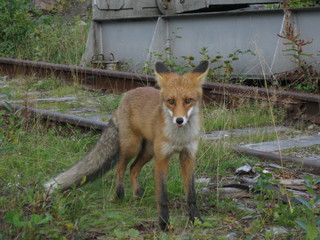 red fox vulpes