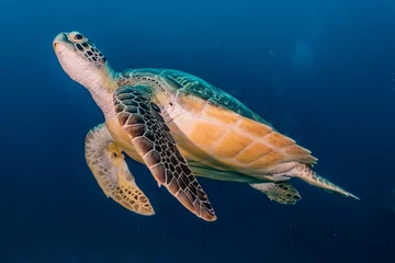Foto op Plexiglas Hawksbill sea turtle in the Red Sea, dahab, blue lagoon sinai © yeshaya