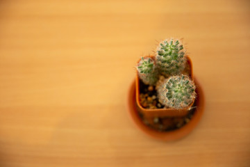 Top view  at Cactus on table