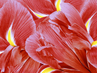 Fototapeta na wymiar Floral red beautiful background. Flower composition. flowers irises closeup. Nature.