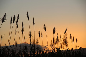 sunset over sugar cane in Reunion island