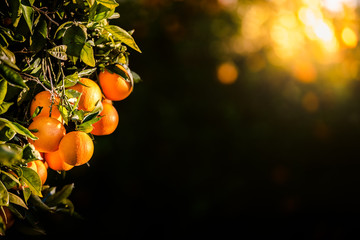 Ripe oranges loaded with vitamins hung from the orange tree in a plantation at sunset with sunbeams in the background in spring.