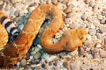 Red diamond rattlesnake. Red rattlesnake is a fairly large poisonous snake with a red (rarely grayish) color. Large diamonds along the back are slightly darker than the General background of the torso