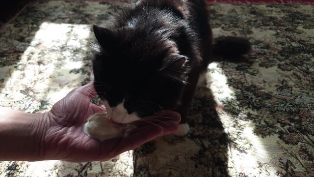 Cat eats sour cream from the hands of the owner. Feeding a pet from the palm.