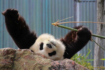 Giant panda