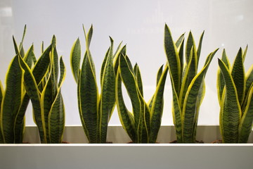 plants with green leaves in the office