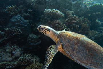 Fototapeta premium Hawksbill sea turtle in the Red Sea, dahab, blue lagoon sinai