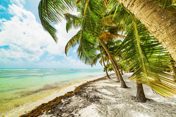 White sand and coconut palm trees in Bois Jolan beach in Guadeloupe