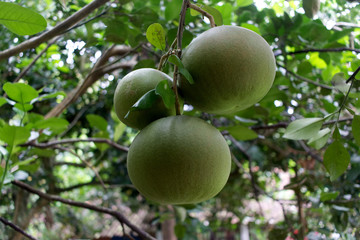 Ripe pomelo fruits hang on the trees