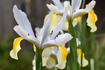 Beautiful Yellow and White Dutch Irises in bloom.