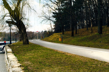 Road along the forest