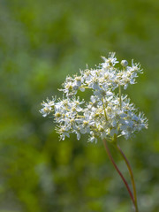 Flowers Filipéndula on a green background. Medicinal plant.