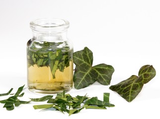 Efeu Tinktur, Pflanzenheilkunde